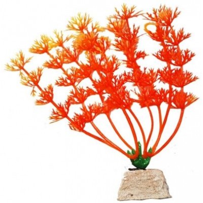 Уют ВК110  Растение Амбулия оранжевая 10см (C42794)